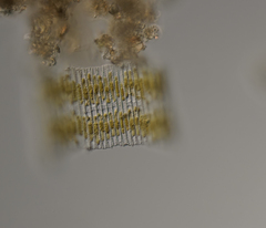 Bacillaria paxillifera