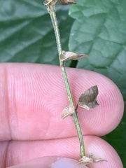 Scutellaria columnae