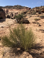 Ephedra