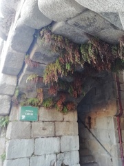 Adiantum capillus-veneris