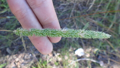 Phleum phleoides