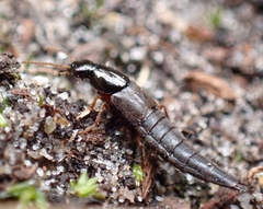 Raphirus
