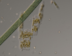 Bacillaria paxillifera