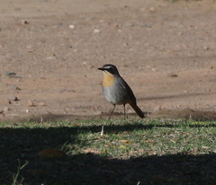 Cossypha caffra caffra