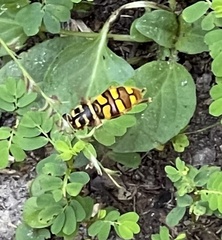 Milesia virginiensis