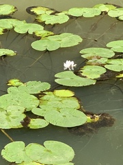 Nymphaea alba