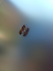 Apis mellifera