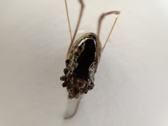 Platybunus