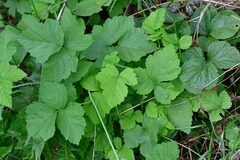 Rubus caesius