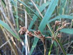 Schoenoplectus lacustris