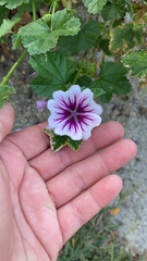 Malva sylvestris