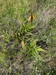 Aloiampelos commixta