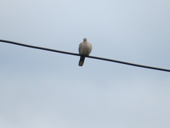Streptopelia decaocto