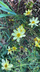 Coreopsis verticillata