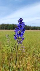 Delphinium cuneatum