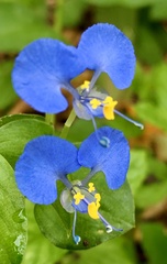 Commelina