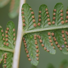 Oreopteris limbosperma