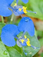 Commelina