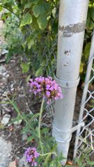 Verbena bonariensis
