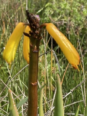 Aloiampelos commixta