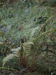 Oreopteris limbosperma