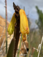 Aloiampelos commixta