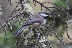Poecile hudsonicus