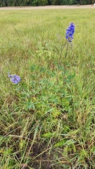 Delphinium cuneatum