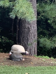 Numida meleagris domesticus