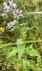 Symphyotrichum drummondii