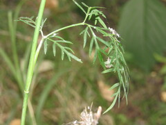 Kadenia dubia