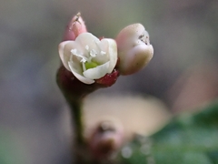 Persicaria minor