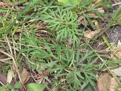 Kadenia dubia