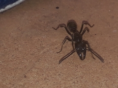 Paltothyreus tarsatus