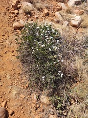 Ancylobothrys capensis