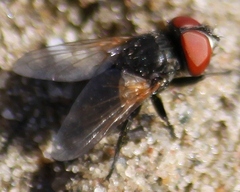 Phasia