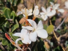 Ancylobothrys capensis