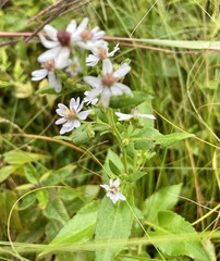 Symphyotrichum drummondii