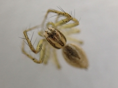 Oxyopes lineatus