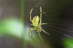 Mangora