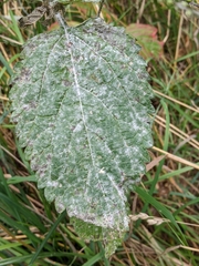 Golovinomyces cichoracearum