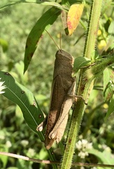 Schistocerca damnifica