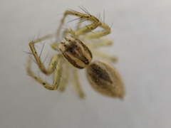 Oxyopes lineatus
