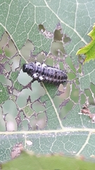Chrysomela populi