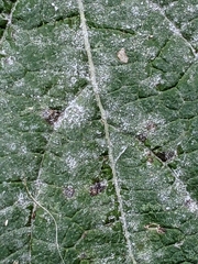 Golovinomyces cichoracearum