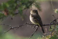 Empidonax flaviventris