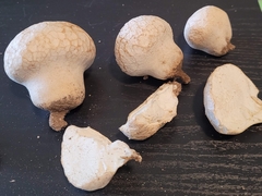 Lycoperdon utriforme