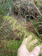 Equisetum sylvaticum