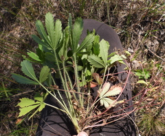 Potentilla thuringiaca