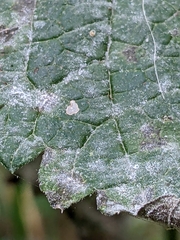 Golovinomyces cichoracearum